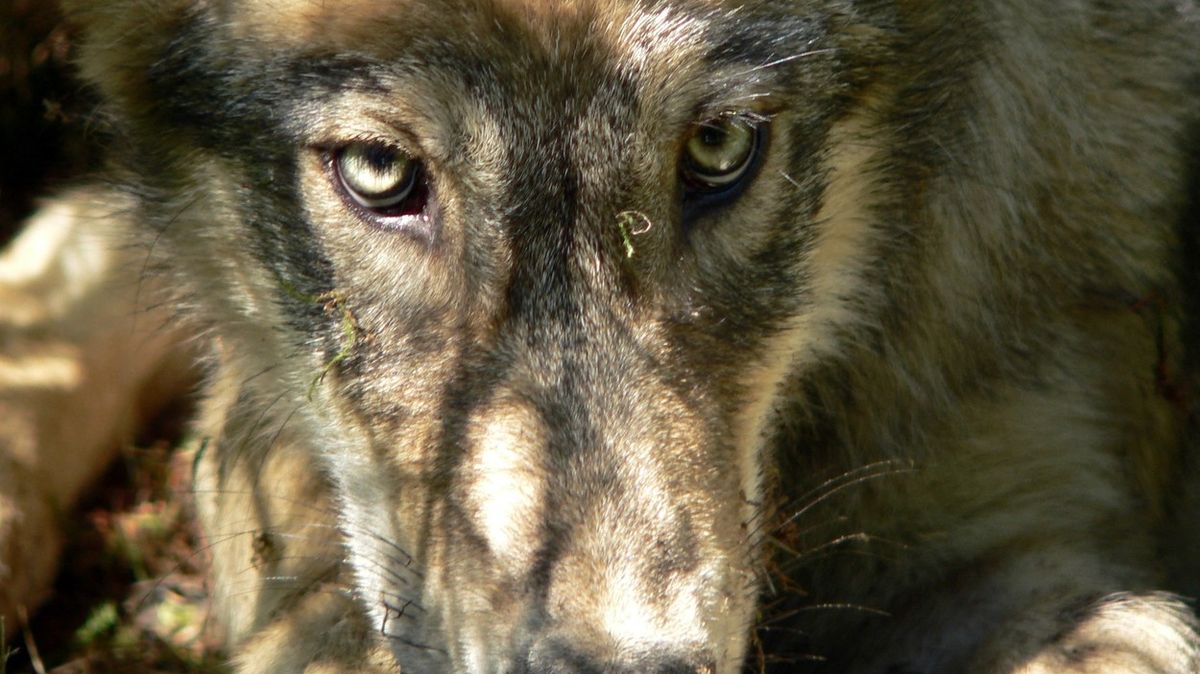 Americký stát Idaho chce odstřelit 90 procent vlků